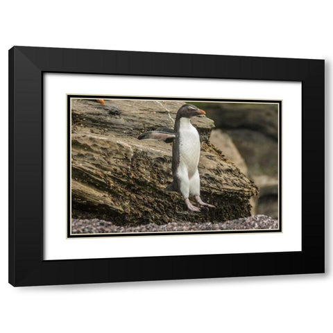 Saunders Island Rockhopper penguin hopping Black Modern Wood Framed Art Print with Double Matting by Illg, Cathy and Gordon