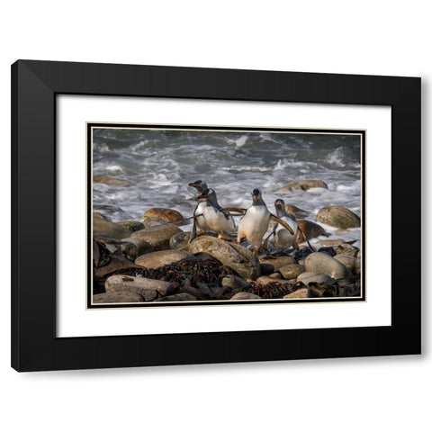 Falkland Islands-Grave Cove Gentoo penguins returning from ocean  Black Modern Wood Framed Art Print with Double Matting by Jaynes Gallery