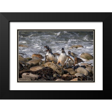 Falkland Islands-Grave Cove Gentoo penguins returning from ocean  Black Modern Wood Framed Art Print with Double Matting by Jaynes Gallery