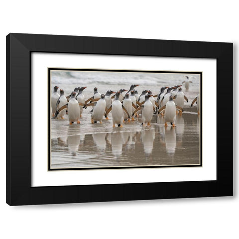Falkland Islands-Grave Cove Gentoo penguins emerging from ocean  Black Modern Wood Framed Art Print with Double Matting by Jaynes Gallery