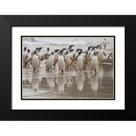 Falkland Islands-Grave Cove Gentoo penguins emerging from ocean  Black Modern Wood Framed Art Print with Double Matting by Jaynes Gallery