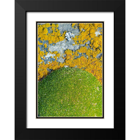 Moss and lichen-Saunders Island-Falkland Islands Black Modern Wood Framed Art Print with Double Matting by Su, Keren