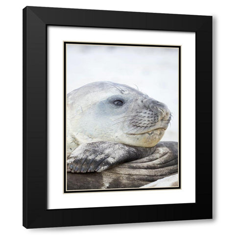 Southern elephant seal male-after harem and breeding season on the Falkland Islands Black Modern Wood Framed Art Print with Double Matting by Zwick, Martin