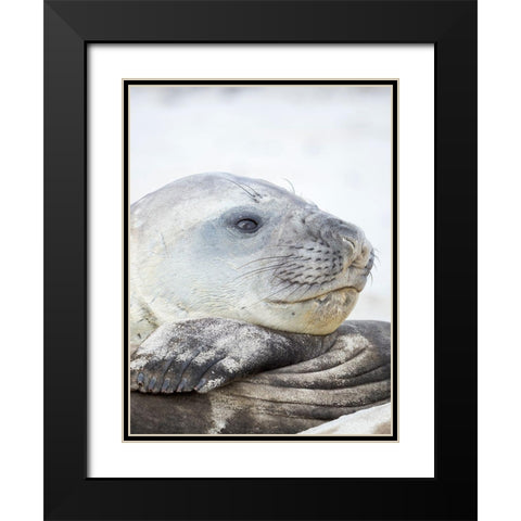 Southern elephant seal male-after harem and breeding season on the Falkland Islands Black Modern Wood Framed Art Print with Double Matting by Zwick, Martin