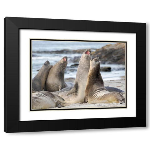 Southern elephant seal after harem and breeding season Young bulls fighting  Black Modern Wood Framed Art Print with Double Matting by Zwick, Martin