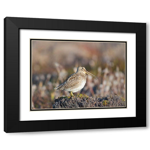 Magellan Snipe taxonomy under dispute-sometimes also called Paraguayan Snipe Falkland Islands Black Modern Wood Framed Art Print with Double Matting by Zwick, Martin