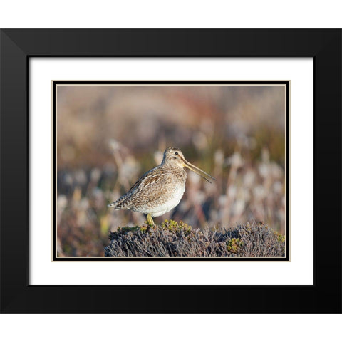 Magellan Snipe taxonomy under dispute-sometimes also called Paraguayan Snipe Falkland Islands Black Modern Wood Framed Art Print with Double Matting by Zwick, Martin
