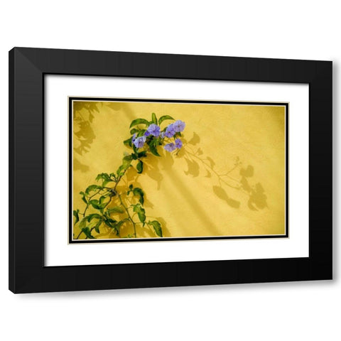 Mexico, Morning glory vine on stucco wall Black Modern Wood Framed Art Print with Double Matting by Rotenberg, Nancy