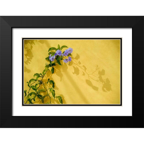 Mexico, Morning glory vine on stucco wall Black Modern Wood Framed Art Print with Double Matting by Rotenberg, Nancy
