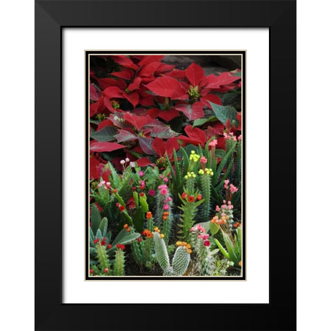 Mexico, Poinsettias with flowering cactus Black Modern Wood Framed Art Print with Double Matting by Rotenberg, Nancy