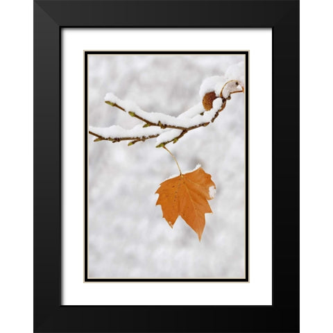 Lone leaf clings to a snowy sycamore tree branch Black Modern Wood Framed Art Print with Double Matting by Flaherty, Dennis