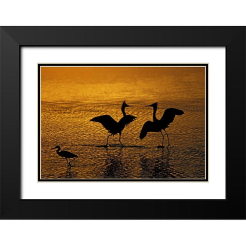 Silhouettes of reddish egrets in mating dance Black Modern Wood Framed Art Print with Double Matting by Morris, Arthur