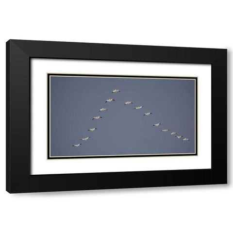 Snow geese flying in V formation Black Modern Wood Framed Art Print with Double Matting by Morris, Arthur