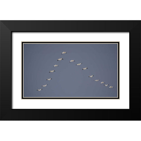 Snow geese flying in V formation Black Modern Wood Framed Art Print with Double Matting by Morris, Arthur