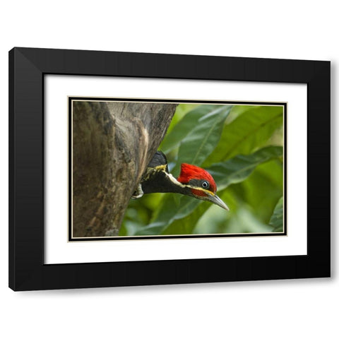 Mexico, Tamaulipas Lineated woodpecker in nest Black Modern Wood Framed Art Print with Double Matting by Welling, Dave
