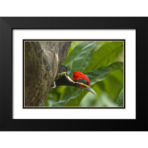 Mexico, Tamaulipas Lineated woodpecker in nest Black Modern Wood Framed Art Print with Double Matting by Welling, Dave