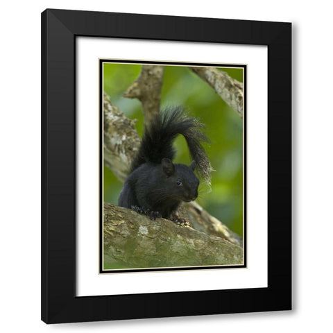 Mexico, Tamaulipas Curious red-bellied squirrel Black Modern Wood Framed Art Print with Double Matting by Welling, Dave