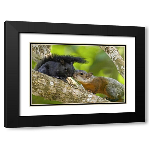 Mexico, Tamaulipas Red-bellied squirrels Black Modern Wood Framed Art Print with Double Matting by Welling, Dave