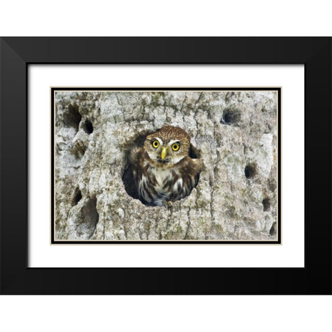 Mexico, Tamaulipas Ferruginous pygmy owl in nest Black Modern Wood Framed Art Print with Double Matting by Welling, Dave