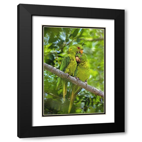 Mexico, Tamaulipas Pair of green parakeets preen Black Modern Wood Framed Art Print with Double Matting by Welling, Dave