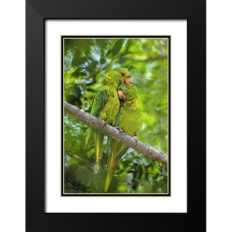 Mexico, Tamaulipas Pair of green parakeets preen Black Modern Wood Framed Art Print with Double Matting by Welling, Dave