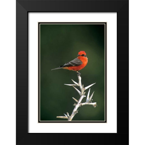 Mexico, Tamaulipas Vermillion flycatcher perched Black Modern Wood Framed Art Print with Double Matting by Welling, Dave
