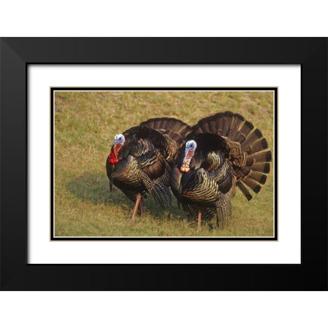 Mexico, Tamaulipas State Tom turkeys in display Black Modern Wood Framed Art Print with Double Matting by Welling, Dave