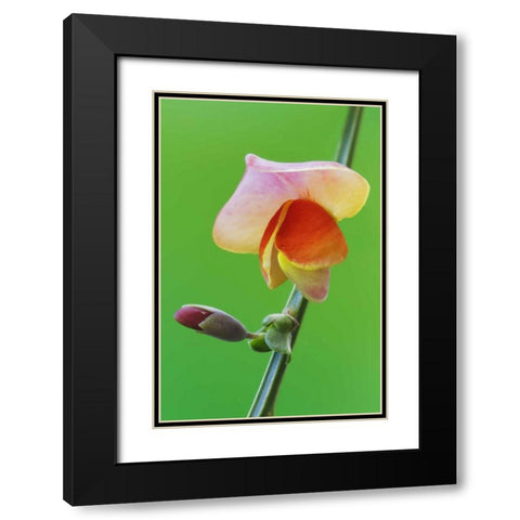Close-up of Scotch broom flower and bud on stem Black Modern Wood Framed Art Print with Double Matting by Flaherty, Dennis