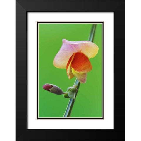 Close-up of Scotch broom flower and bud on stem Black Modern Wood Framed Art Print with Double Matting by Flaherty, Dennis