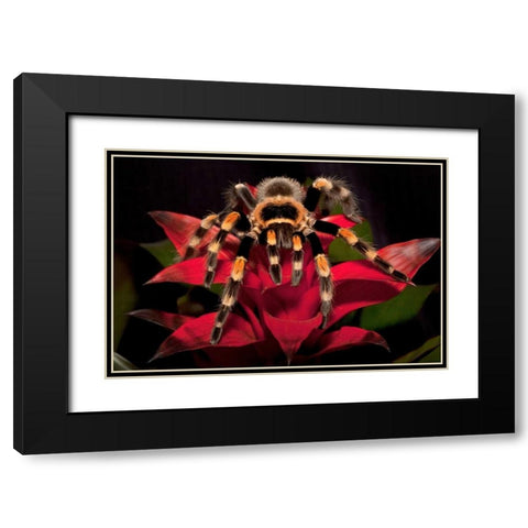 South America, Mexico Red-knee tarantula Black Modern Wood Framed Art Print with Double Matting by Flaherty, Dennis