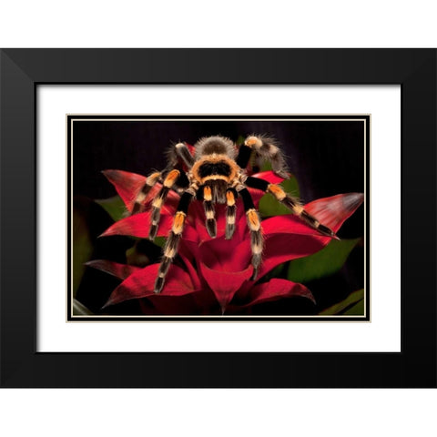 South America, Mexico Red-knee tarantula Black Modern Wood Framed Art Print with Double Matting by Flaherty, Dennis