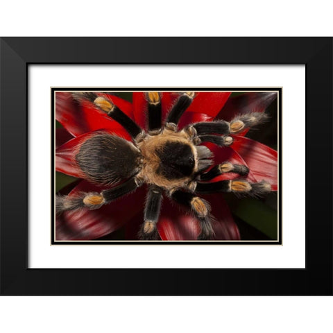 South America, Mexico Red-knee tarantula Black Modern Wood Framed Art Print with Double Matting by Flaherty, Dennis