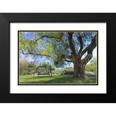 Mexico, Tecate Bench swing under large tree Black Modern Wood Framed Art Print with Double Matting by Paulson, Don