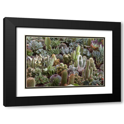 Mexico Cacti on display at Candelaria Festival Black Modern Wood Framed Art Print with Double Matting by Paulson, Don