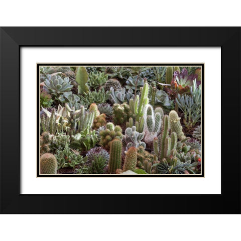 Mexico Cacti on display at Candelaria Festival Black Modern Wood Framed Art Print with Double Matting by Paulson, Don