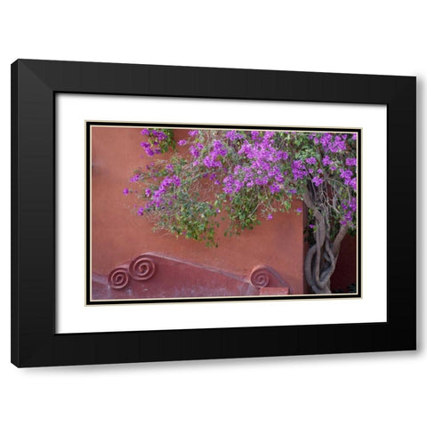Mexico Bougainvillea tree next to wall Black Modern Wood Framed Art Print with Double Matting by Paulson, Don