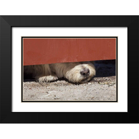 Mexico Dog with nose under door Black Modern Wood Framed Art Print with Double Matting by Paulson, Don