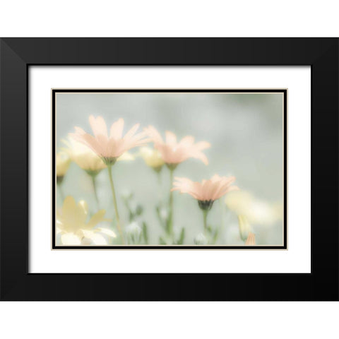 Mexico Blooming desert flowers Black Modern Wood Framed Art Print with Double Matting by Paulson, Don
