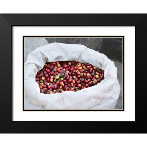 Mexico, Sierra Madre Mts Raw coffee beans in bag Black Modern Wood Framed Art Print with Double Matting by Ross, Steve