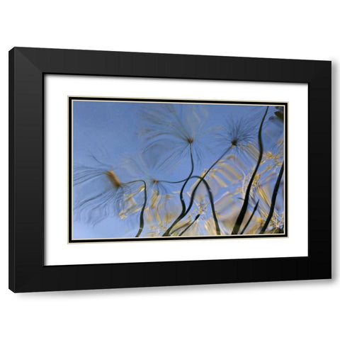 Mexico, Baja California, Tecate Pool reflection Black Modern Wood Framed Art Print with Double Matting by Paulson, Don