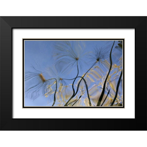 Mexico, Baja California, Tecate Pool reflection Black Modern Wood Framed Art Print with Double Matting by Paulson, Don