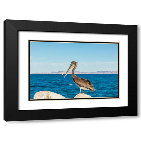 Loreto- Baja California Sur- Mexico. A Brown pelican along the shore of the Sea of Cortez. Black Modern Wood Framed Art Print with Double Matting by Wilson, Emily M.