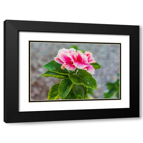 Loreto- Baja California Sur- Mexico. A pink flower along the street. Black Modern Wood Framed Art Print with Double Matting by Wilson, Emily M.