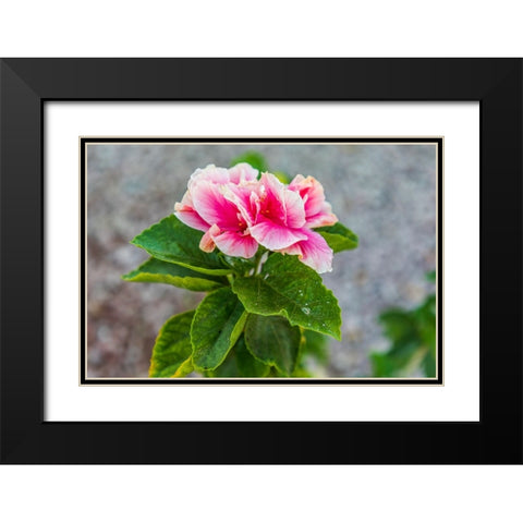 Loreto- Baja California Sur- Mexico. A pink flower along the street. Black Modern Wood Framed Art Print with Double Matting by Wilson, Emily M.