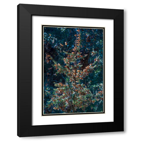 A monarch butterfly Christmas Tree-El Rosario Reserve-Mexico Black Modern Wood Framed Art Print with Double Matting by Garber, Howie