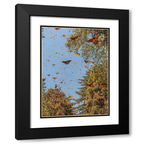 Masses of monarch butterflies in Flight-Cerro Pelon monarch butterfly reserve-Michoacan-Mexico Black Modern Wood Framed Art Print with Double Matting by Garber, Howie