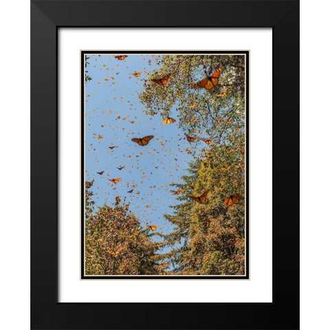 Masses of monarch butterflies in Flight-Cerro Pelon monarch butterfly reserve-Michoacan-Mexico Black Modern Wood Framed Art Print with Double Matting by Garber, Howie