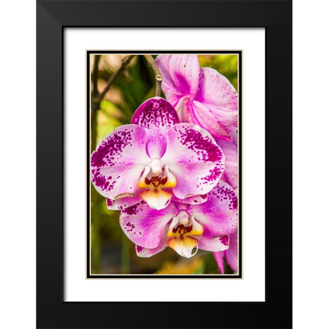 Flowers at the Puerto Vallarta Botanical Garden-Puerto Vallarta-Jalisco-Mexico Black Modern Wood Framed Art Print with Double Matting by DeFreitas, Michael