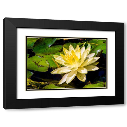 Water lily Puerto Vallarta Botanical Garden-Puerto Vallarta-Jalisco-Mexico Black Modern Wood Framed Art Print with Double Matting by DeFreitas, Michael