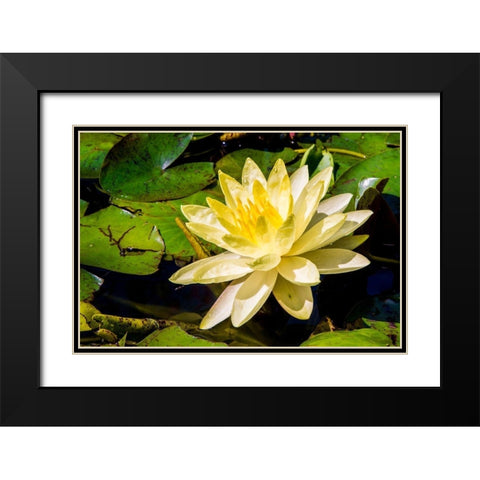 Water lily Puerto Vallarta Botanical Garden-Puerto Vallarta-Jalisco-Mexico Black Modern Wood Framed Art Print with Double Matting by DeFreitas, Michael
